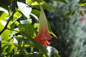 Die Kanaren-Glockenblume