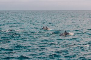 Naturerlebnis auf dem Atlantik